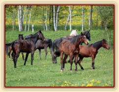 Foto Zdeňka Šimková