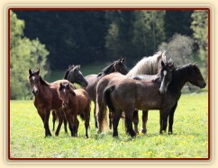 Foto Zdeňka Šimková