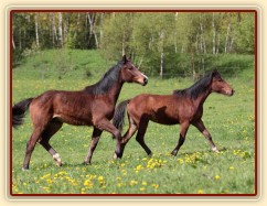 Foto Zdeňka Šimková