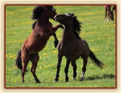 Foto Zdeňka Šimková
