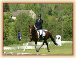 Všestrannost Borová květen 2013, Vikina při drezuře Stříbrné podkovy