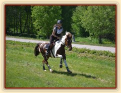Všestrannost Borová květen 2013, Vikina v crossu Stříbrné podkovy