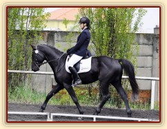 Carthago na drezurních závodech v Plzni, květen 2013. Úlohu stupně L zajel za 60%