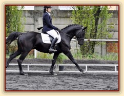 Carthago na drezurních závodech v Plzni, květen 2013. Úlohu stupně L zajel za 60%