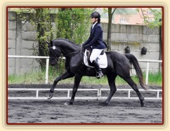 Carthago na drezurních závodech v Plzni, květen 2013. Úlohu stupně L zajel za 60%