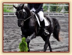 Carthago na drezurních závodech v Plzni, květen 2013. Úlohu stupně L zajel za 60%