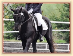 Carthago na drezurních závodech v Plzni, květen 2013. Úlohu stupně L zajel za 60%