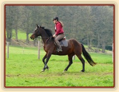 Pětiletá Royal Lily při tréninku na jízdárně