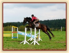 Pětiletá Royal Lily při tréninku na jízdárně