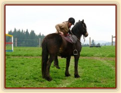 Velice problematický Welsh Cob Limetree Adventure při ježdění na jízdárně - nastupování