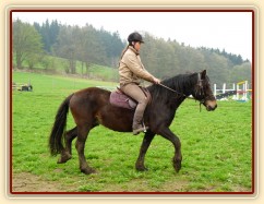 Velice problematický Welsh Cob Limetree Adventure při ježdění na jízdárně - krok