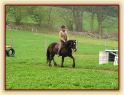 Velice problematický Welsh Cob Limetree Adventure při ježdění na jízdárně - klus