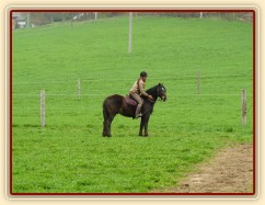 Velice problematický Welsh Cob Limetree Adventure při ježdění na jízdárně - zastavení