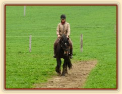 Velice problematický Welsh Cob Limetree Adventure při ježdění na jízdárně