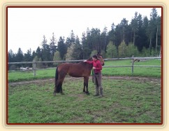 Problematický Jimmy (Mangalarga Marchador x ČT) už se pomalu začíná dobrovolně bavit s lidmi