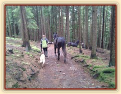 Omladina na procházce v lese