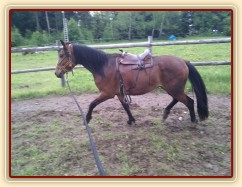 Problematický Jimmy (Mangalarga Marchador x ČT) už zvládá chodit se sedlem