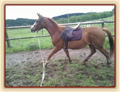 Tříletý CS valach poprvé na lonži se sedlem a uzdečkou