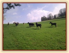 Stádo klisen dovádí