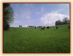 Stádo klisen dovádí