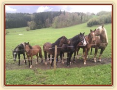 Stádo hřebců čeká na šéfa