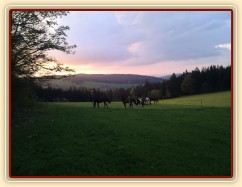 Stádo klisen večer při západu