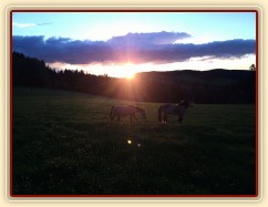 Naši poníci večer při západu