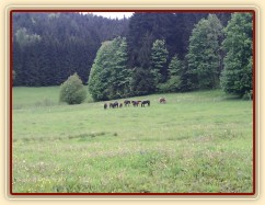 Stádo hřebců na nové pastvině