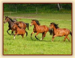 Griffin jeden rok starý