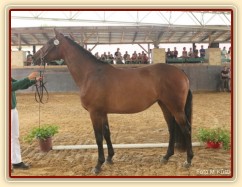 Tříletá Acsara, oblastní přehlídka klisen ČT Svržno