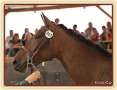 Tříletá Acsara, oblastní přehlídka klisen ČT Svržno