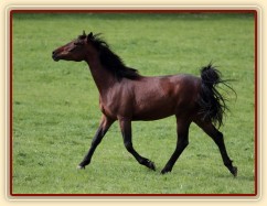 Tříletá Ascara, Foto Zdeňka Šimková