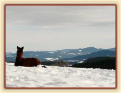 Ascara, půlroční hříbě, na sněhu se dobře spinká:-)