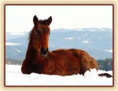 Ascara, půlroční hříbě, na sněhu se dobře spinká:-)