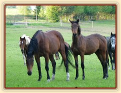 Naše Agáta a její roční kobylka Ascara