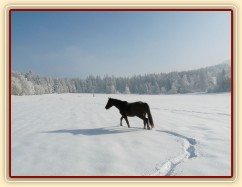 Dvouletá Ascara na volno na vyjížďce