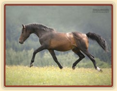 Otec Ascary Sargoni, výkonnost parkury ST, drezura S (výkonnost potomstva skoky T, drezura TT)