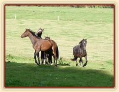 Advík na pastvě, první měsíce si užíval ve společnosti dalších hřebců