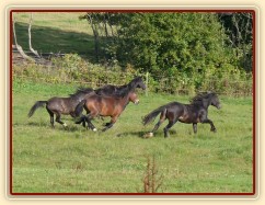 Advík na pastvě, první měsíce si užíval ve společnosti dalších hřebců