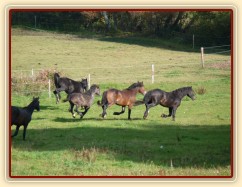 Advík na pastvě, první měsíce si užíval ve společnosti dalších hřebců