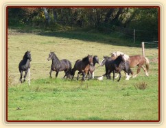 Advík na pastvě, první měsíce si užíval ve společnosti dalších hřebců