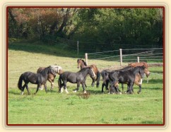 Advík na pastvě, první měsíce si užíval ve společnosti dalších hřebců