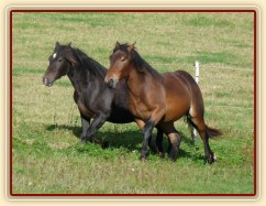 Advík na pastvě, první měsíce si užíval ve společnosti dalších hřebců