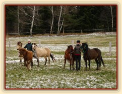 3.12.2013 - Goldie byla prodána do Německa. Ještě než odjela,udělali jsme společné foto Greisy a jejích potomků: zleva Galen, Goldie, Greisy, Griffin a Gimli