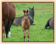 Červenec 2010, koně spí, ale hříbě je zvědavé:-)