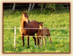 Červenec 2010, Agáta a hříbě Ascara