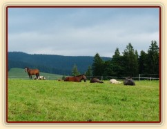 Srpen 2010, stádo má polední siestu:-)