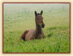 Srpen 2010, Ascara odpočívá