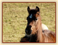 Srpen 2010, Gimli kouká, co by kde snědl:-)