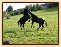 Září 2010, tříletí hřebci Monty a Rybíz si hrají